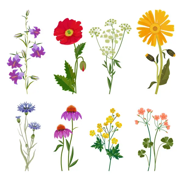 Flores Selvagens Plantas Coleção Botânica Vetor Floral Conjunto Anis Prado —  Vetores de Stock