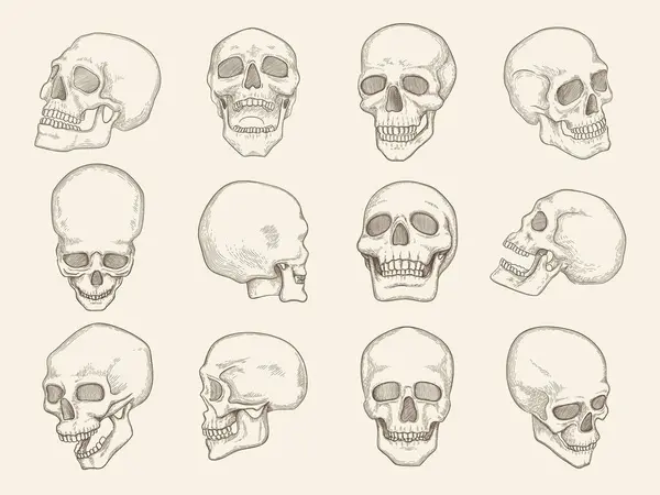 Human Skull Anatomy Pictures Head Bones Eyes Mouth Vector Illustrations — Stock Vector