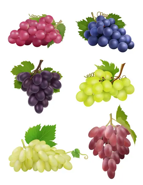 現実的なブドウ 白と黒のブドウの葉の天然植物のワインのシンボルベクトルコレクション ブドウの葉 果物の新鮮な収穫のイラスト — ストックベクタ