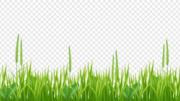 Зеленая Трава Реалистичное Поле Луг Изолированы Прозрачном Фоне Векторный Фон — стоковый вектор