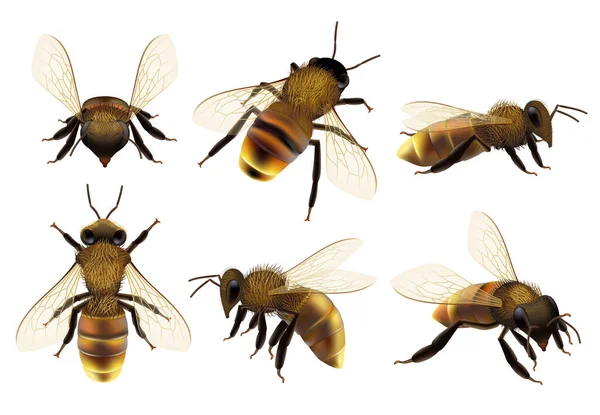 ミツバチは現実的ださまざまな野生動物の危険性昆虫が蜂の自然な植物相ベクトルのクローズアップ写真を把握飛んでいます 蜂は現実的で賑やかなミツバチのイラストを飲み込む — ストックベクタ
