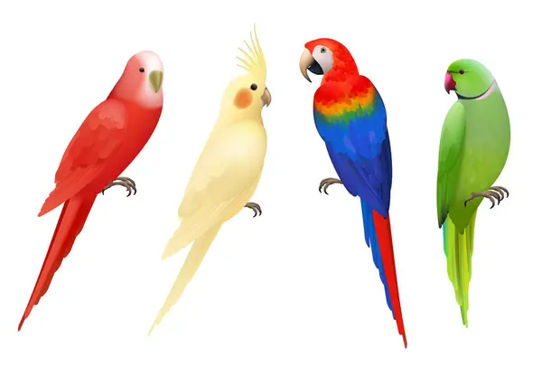 Parrots Tropical Colorful Exotic Birds Macaws Nature Animals Vector Realistic — Stock Vector