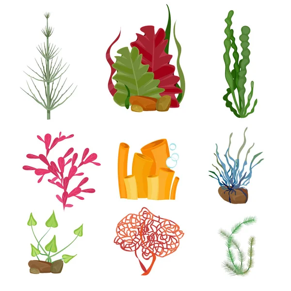 海底海洋或海底植物海洋植物学野生动物卡通集 植物水下水族馆植物 野生动物海藻图解 — 图库矢量图片