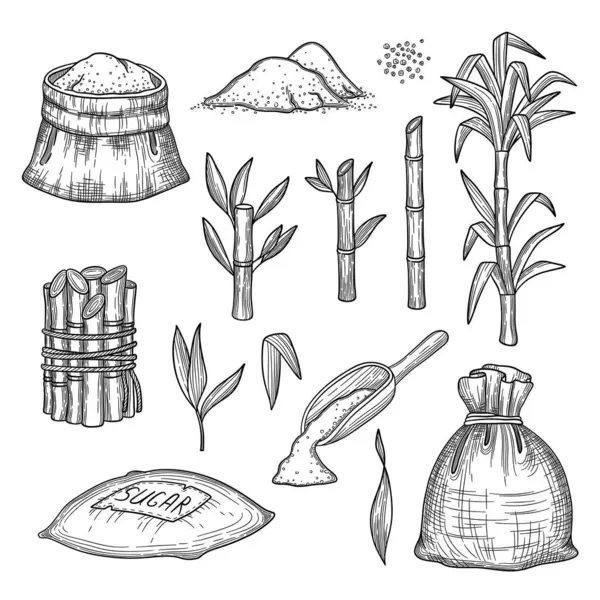 Canne Sucre Plantes Feuilles Fraîche Ferme Gravure Récolte Sucre Vecteur — Image vectorielle