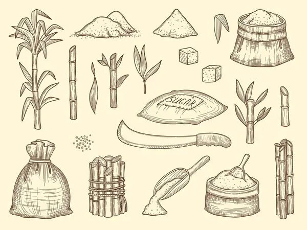 Сахарный Тростник Рост Здоровых Культур Растения Сахарный Тростник Пищевые Ингредиенты — стоковый вектор