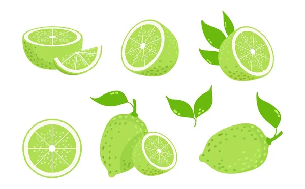 Owoce Limonki Kawałki Cytrusów Odizolowane Zielone Cytryny Świeża Ilustracja Wektora — Wektor stockowy