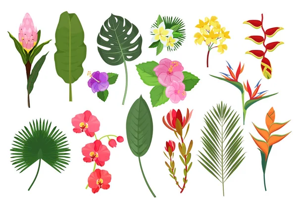 Decorative exotic flowers. Botanical leaf tropical plants bouquet for decoration vector illustration. Leaf and flower garden, tropical natural flora