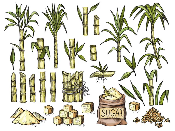 Trzcina Cukrowa Napoje Grawerowanie Żywności Rolnictwa Produkcji Cukru Wektor Kolorowe — Wektor stockowy