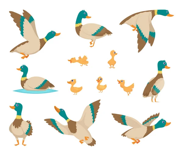 有趣的鸭子飞行和游泳在水褐色的翅膀矢量鸟卡通风格 野鸭鸟 可爱的野生动物自然图解 — 图库矢量图片