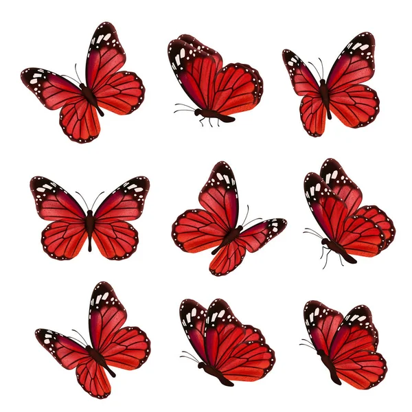 Butterflies Collection Beautiful Nature Colored Flying Insects Ornamental Wings Moth — Stock Vector