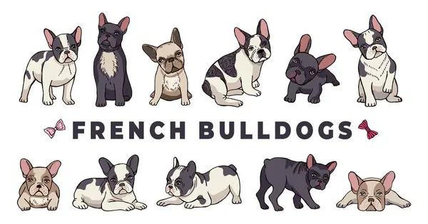 Bulldog Francesi Bulldog Vettoriale Divertente Cucciolo Cartone Animato Isolato Sfondo — Vettoriale Stock