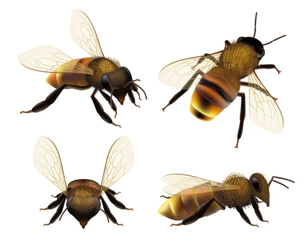 Abeja Realista Vida Silvestre Insecto Abeja Mosca Peligro Avispa Polen — Archivo Imágenes Vectoriales
