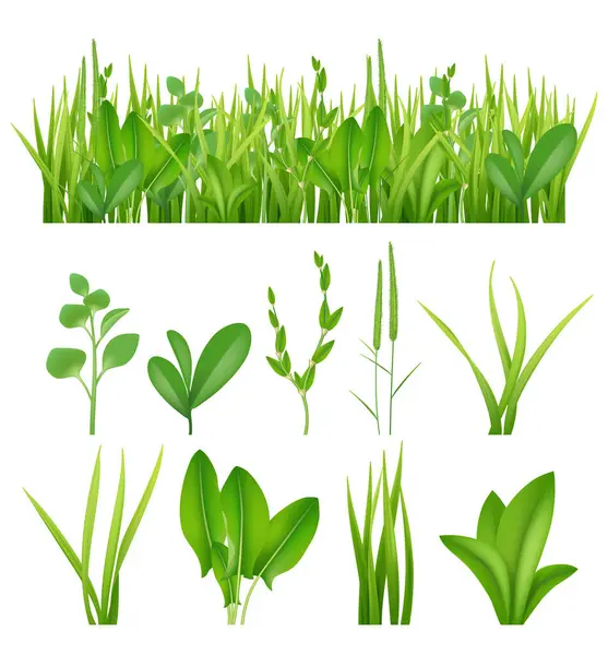 Grass Realistic Ecology Set Green Herbs Leaves Plants Lifes Meadows — Stock Vector