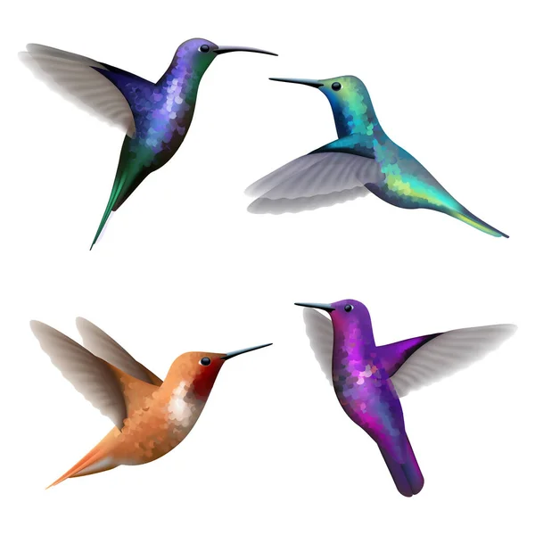 Hummingbirds. Exotic little colored beautiful flying birds colibri vector realistic pictures collection. Illustration humming bird, colibri exotic fly