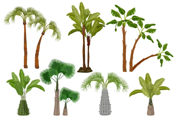 Des Palmiers Collection Plantes Tropicales Jardin Dessins Animés Vectoriels Brésilien — Image vectorielle