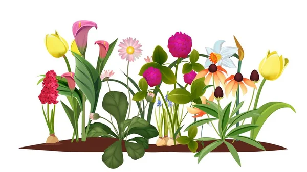 Spring Flower Bed Garden Blossom Flowers Isolated Tulips Lily Vector — Stock Vector