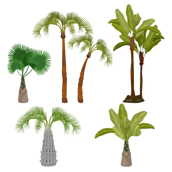 Palmy Plaża Kalifornia Rośliny Brazil Hawaje Ogród Palmy Wektor Kolekcja — Wektor stockowy