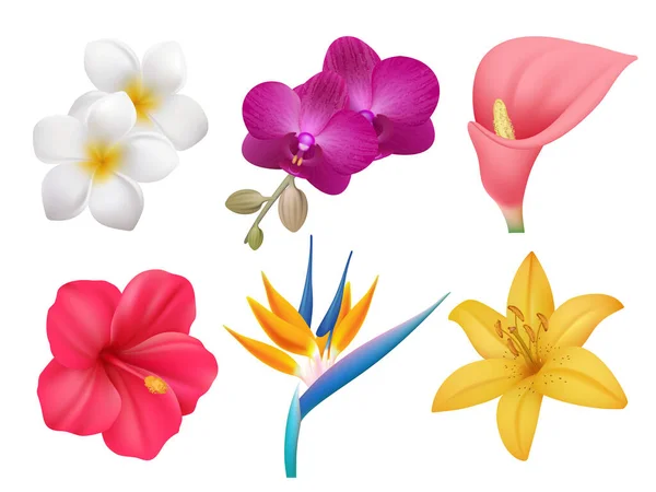 Tropické Rostliny Listové Exotické Kolekce Buket Realistických Květin Izolovaných Ilustrace — Stockový vektor