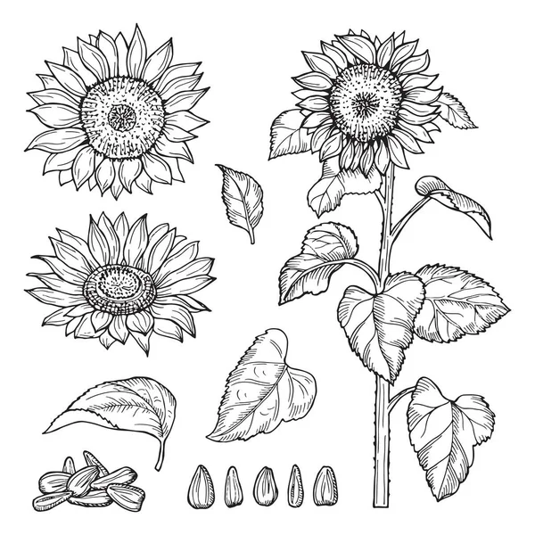 Σκίτσο Του Ηλιοτρόπιο Σπόροι Ανθοφορία Συλλογή Λουλουδιών Εικόνα Ηλιοτρόπιο Σκίτσο — Διανυσματικό Αρχείο
