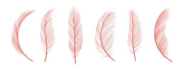 Trendy Coral Feathers Vector Pink Fallen Feathers Isolated White Background — Stock Vector