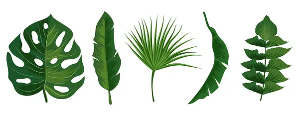Tropiska Exotiska Löv Vektor Isolerad Vit Bakgrund Illustration Summer Leaf — Stock vektor