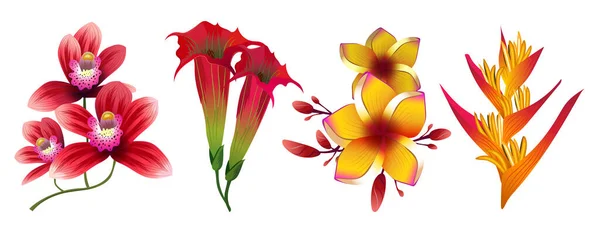 Tropische Exotische Bloemen Vector Geïsoleerd Witte Achtergrond Exotische Bloemen Tropische — Stockvector