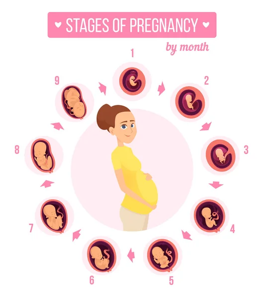 Infografía Trimestral Del Embarazo Crecimiento Humano Estadifica Desarrollo Del Bebé — Vector de stock