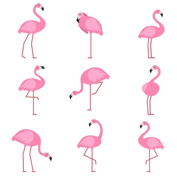 Cartoon pictures of exotic pink bird flamingo. Vector illustrations isolate. Animal nature cartoon, wildlife drawing collection