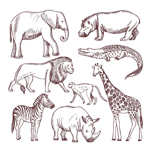 Diferentes Animales Savana Africa Animales Salvajes Safari Vida Silvestre Naturaleza — Archivo Imágenes Vectoriales