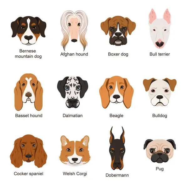 Farklı Köpekler Vektör Çizimler Set Beyaz Izole Dost Sevimli Köpek — Stok Vektör