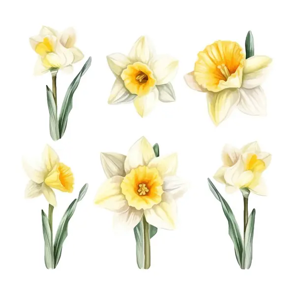 Conjunto Aquarela Daffodil Flores Clipart Fundo Branco —  Vetores de Stock
