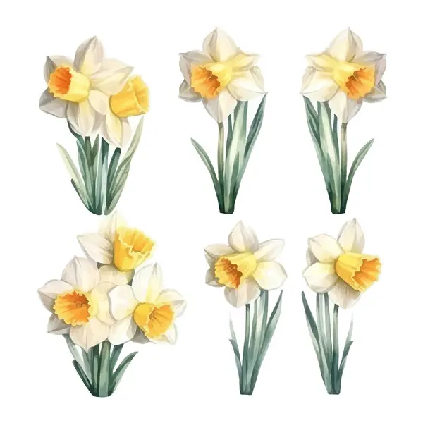 Набор Акварели Нарцисс Цветы Клипарт Белый Фон — стоковый вектор