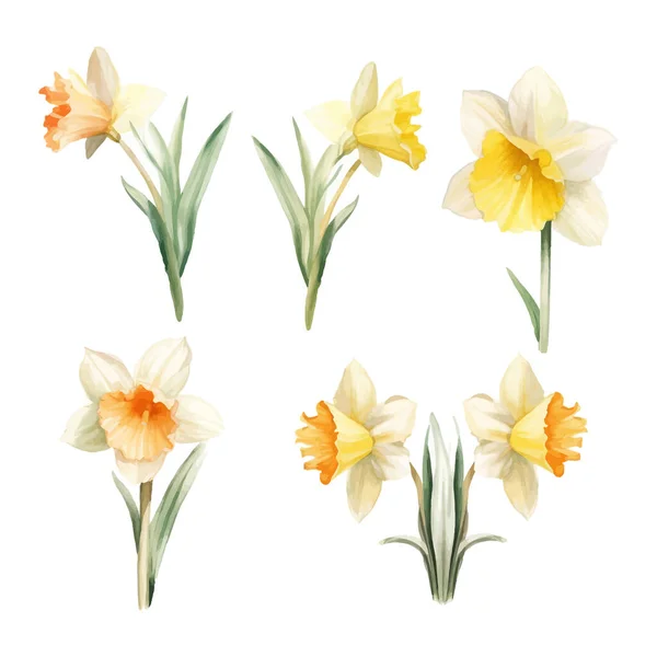 Conjunto Aquarela Daffodil Flores Clipart Fundo Branco —  Vetores de Stock