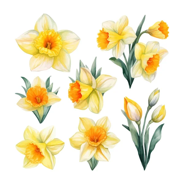 Set Watercolor Daffodil Flowers Clipart White Background — Stock Vector