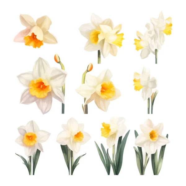 Conjunto Aquarela Daffodil Flores Clipart Fundo Branco — Vetor de Stock