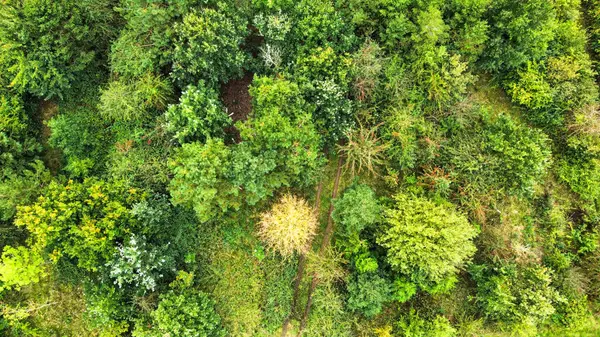 İngiltere 'de güneşli bir yaz gününde tropikal bir ormanın havadan görünüşü