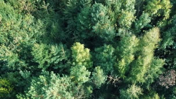 Waldbäume Der Natur — Stockvideo