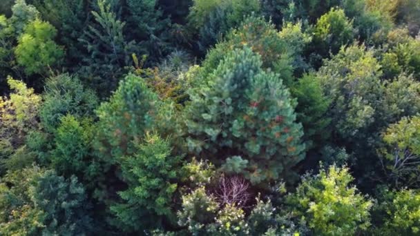 Όμορφο Δάσος Πρωί Υψηλής Ποιότητας Φωτογραφία — Αρχείο Βίντεο
