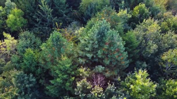 Αεροφωτογραφία Του Δάσους — Αρχείο Βίντεο