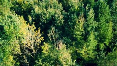 Ormanda yeşil yapraklar