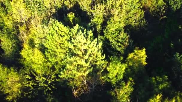 Εναέρια Πάνω Προς Κάτω Θέα Του Δάσους Και Των Δέντρων — Αρχείο Βίντεο