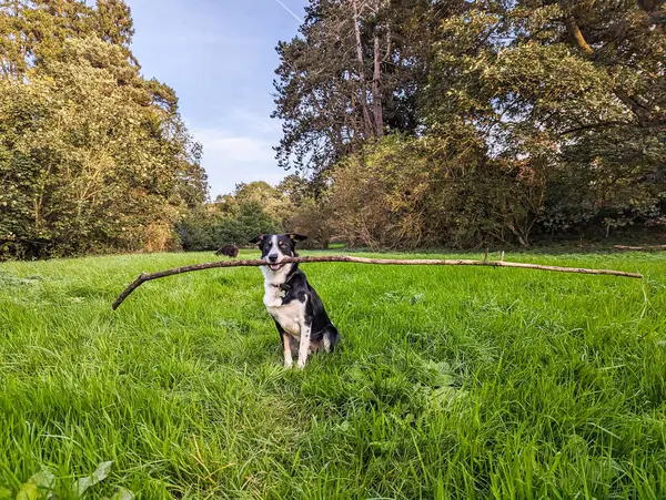 Köpek parkta yürüyor.
