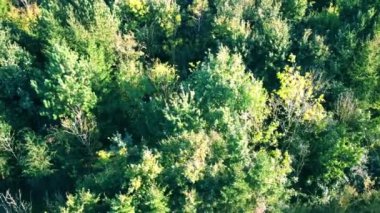 Kırsal kesimdeki bir ormanın havadan görünüşü