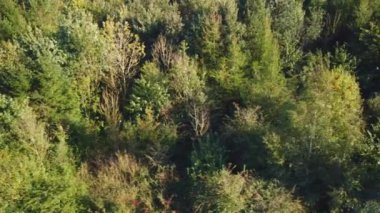 Hava manzaralı 4k yaprak döken ağaçlar, alp ormanları ve sonbahar, kış, Rutland İngiltere 'de ağaçlık alanlar..