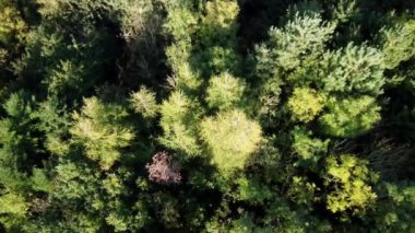 Hava manzaralı 4k yaprak döken ağaçlar, alp ormanları ve sonbahar, kış, Rutland İngiltere 'de ağaçlık alanlar..