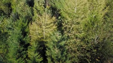 Hava manzaralı 4k yaprak döken ağaçlar, alp ormanları ve sonbahar, kış, Rutland İngiltere 'de ağaçlık alanlar..
