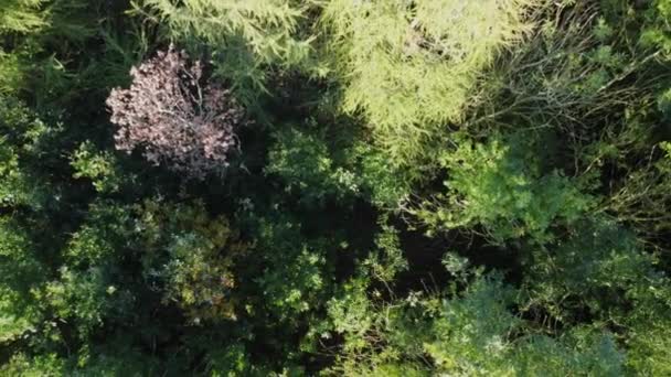 Вид Повітря Листяних Дерев Альпійських Лісів Лісових Дерев Восени Взимку — стокове відео