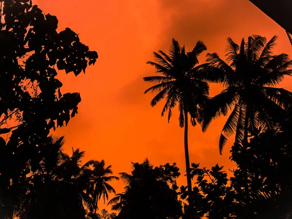 Koyu arkaplanda kırmızı ışığı olan siluet hindistan cevizi ağacı