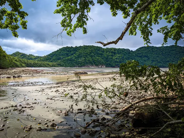 Ağaçları ve denizi olan tropik plaj