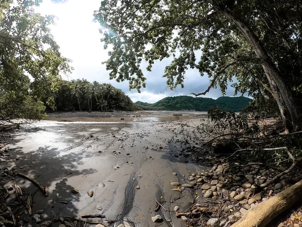 Nehrin yeşil ağacıyla güzel bir görüntüsü.